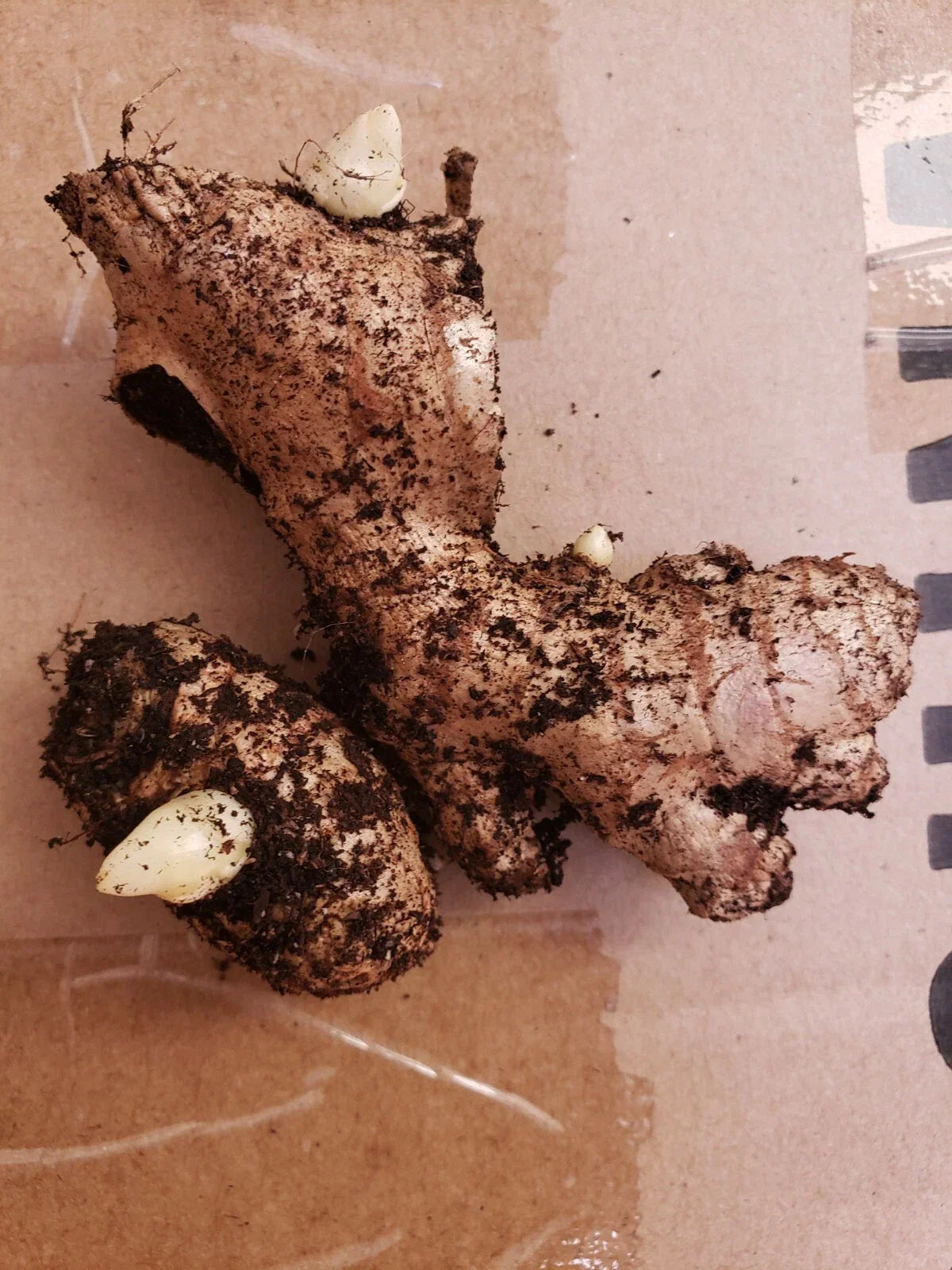 Organic Live Ginger Roots for Planting - Zingiber officinale - Edible Gardening in Tropical & Subtropical Climates