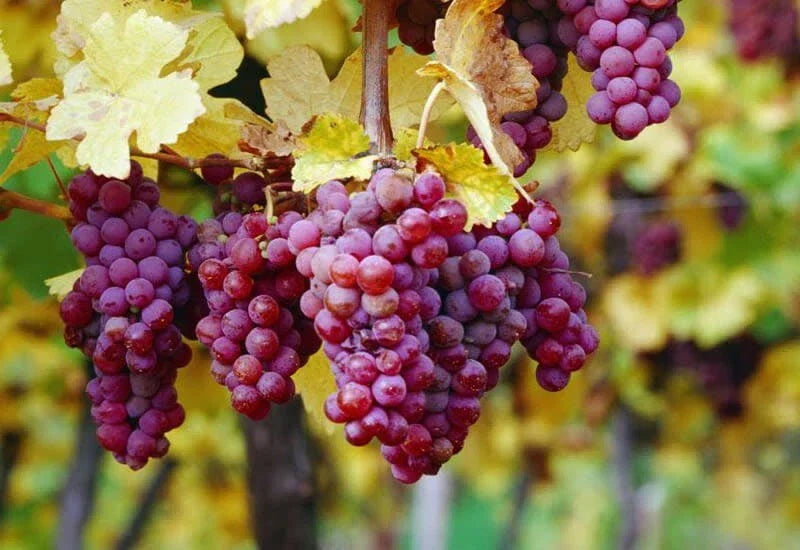 Gewurztraminer Grape Vine Cuttings - 3 Rootless Vitis vinifera for Wine Making & Home Gardens