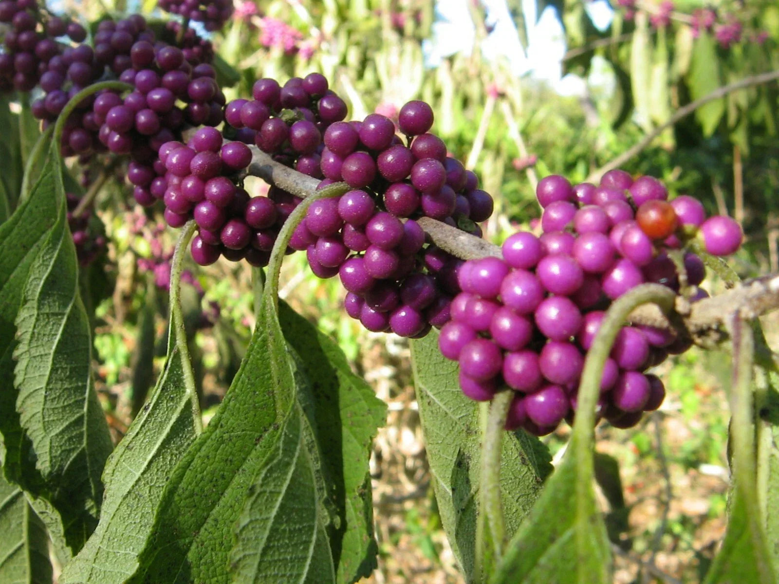 American Beautyberry Seeds - 30 Count, Callicarpa americana, Native Shrub with Purple Berries for Wildlife Gardens