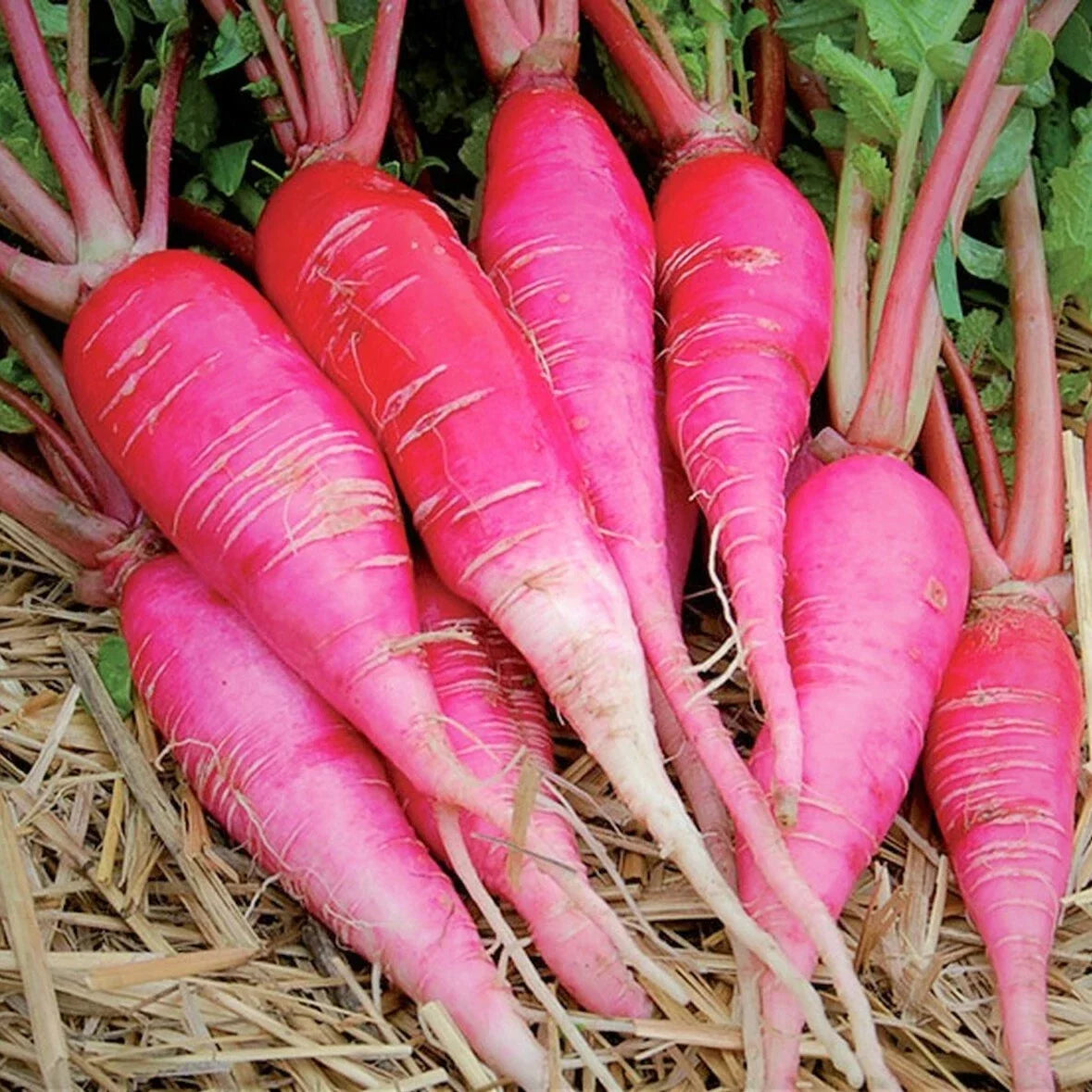 China Rose Radish Seeds - Pink Red White Garden Vegetable Seeds - Raphanus sativus - Heirloom, Fast-Growing, Non-GMO