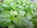 Sweet Genovese Basil Seeds - Heirloom Variety for Home Garden, Culinary Herb, Ocimum basilicum, 25+ Seeds