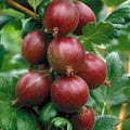 Hinnonmaki Red Gooseberry Starter Plant - Ribes uva-crispa for Zones 3-8