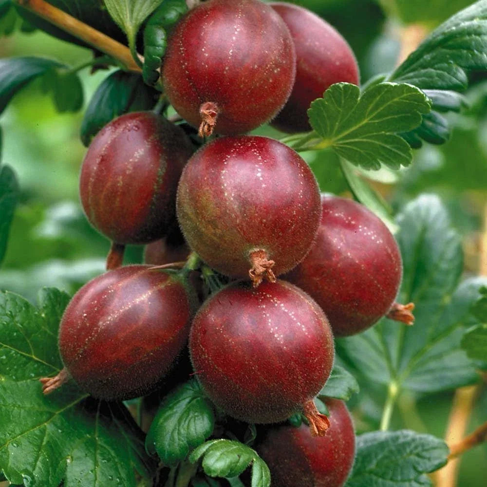 Hinnonmaki Red Gooseberry Starter Plant - Ribes uva-crispa for Zones 3-8