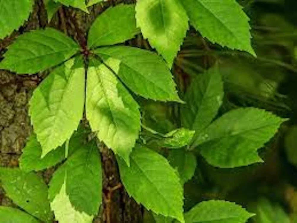 Virginia Creeper Plants - 3 Bare Roots - Parthenocissus quinquefolia - Fast-Growing Native Vine with Autumn Foliage