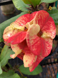 Crown of Thorns Plant Cutting Envy Variety, Euphorbia milii Rooted Succulent for Indoor Outdoor Greenery