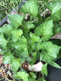 Purple Wild Violet Starter Plants - Viola sororia, Perennial Ground Cover, Easy to Grow, Flowering Bulbs, Bare Root