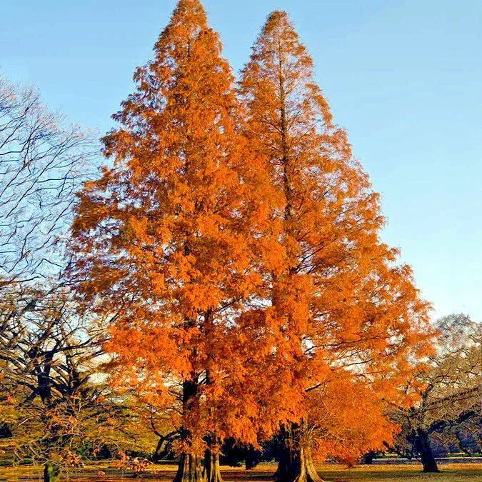 Dawn Redwood Tree Seeds - Metasequoia glyptostroboides - Fast Growing Hardy Deciduous Conifer Seed Packet