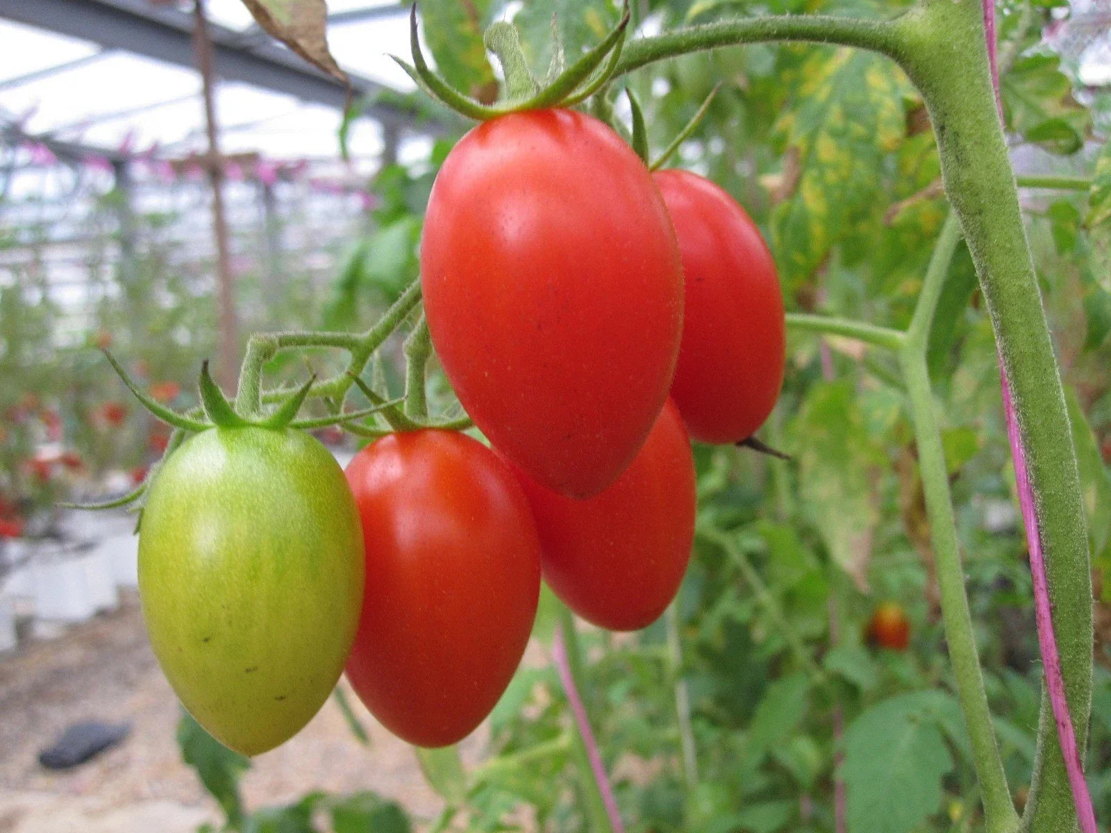 Roma Tomato Seeds - 20 Pack for Canning & Salads - Solanum lycopersicum - High Yield, Non-GMO, Easy to Grow