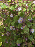 Kenilworth Ivy Root Cuttings, Groundcover Perennial, Cymbalaria Muralis, Live Plant for Gardens and Landscapes