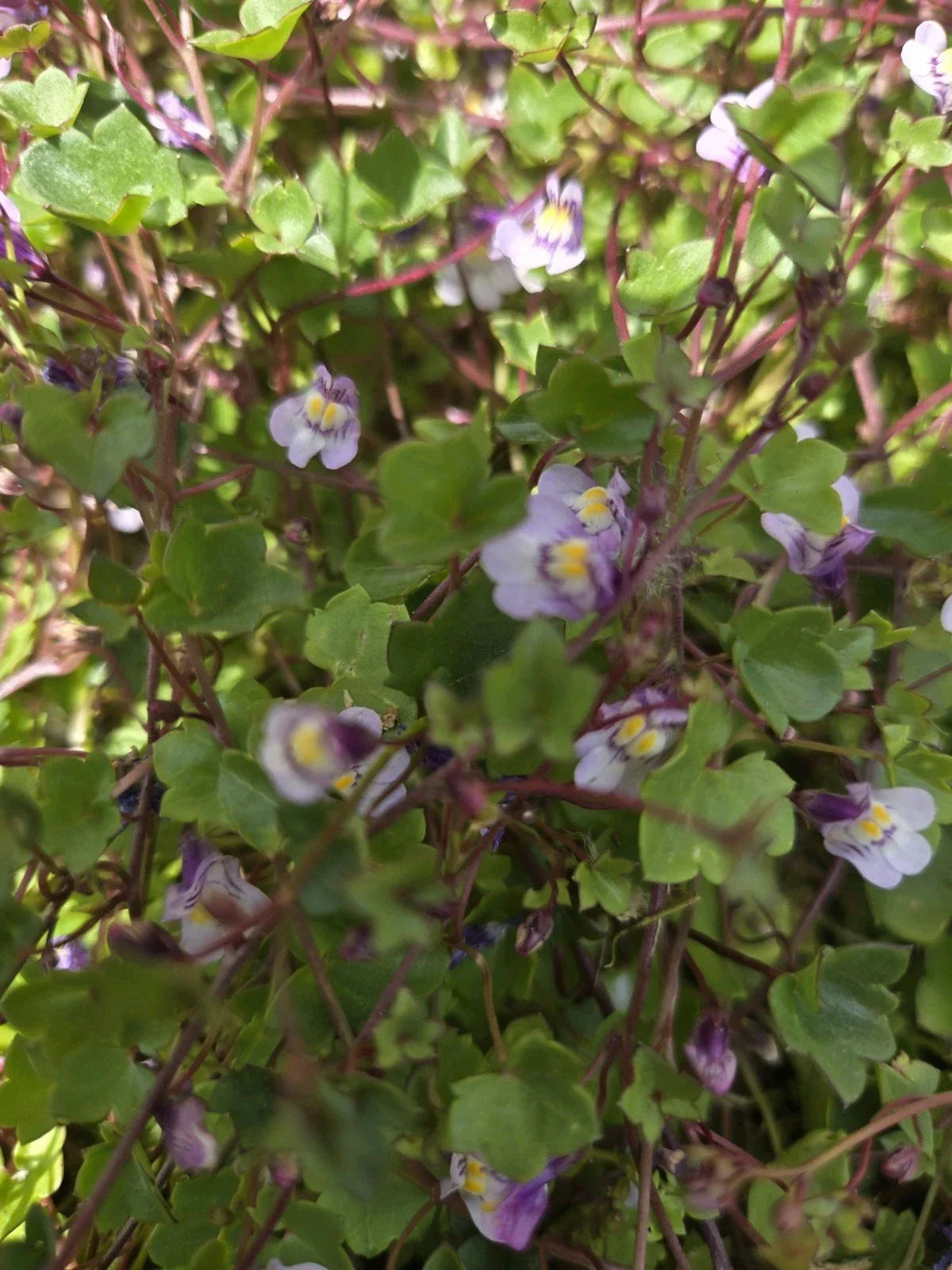 Kenilworth Ivy Root Cuttings, Groundcover Perennial, Cymbalaria Muralis, Live Plant for Gardens and Landscapes