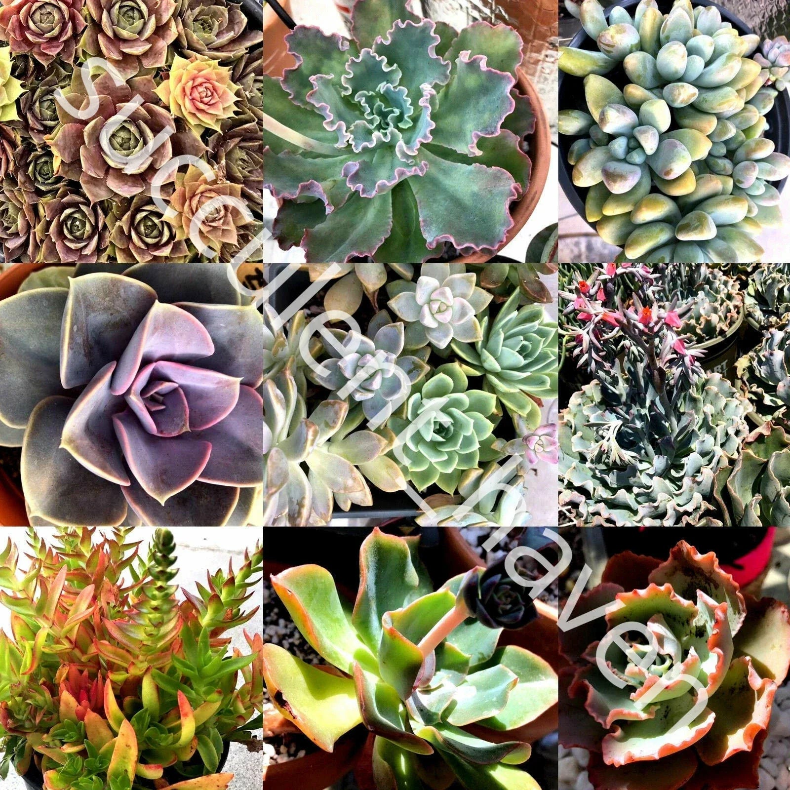 30 Assorted Succulent Cuttings 1-4 Inches | Echeveria, Sedum, Varieties for Propagation & DIY Projects