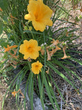 Live Daylily Plants - 5 Bare Root Yellow Stella de Oro Hemerocallis Flowers for Borders & Containers