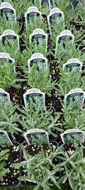 Lavender Plant 4-Inch Pot | Fragrant Lavandula X Intermedia | Drought-Tolerant, Well-Rooted, Compact, Purple Blooms