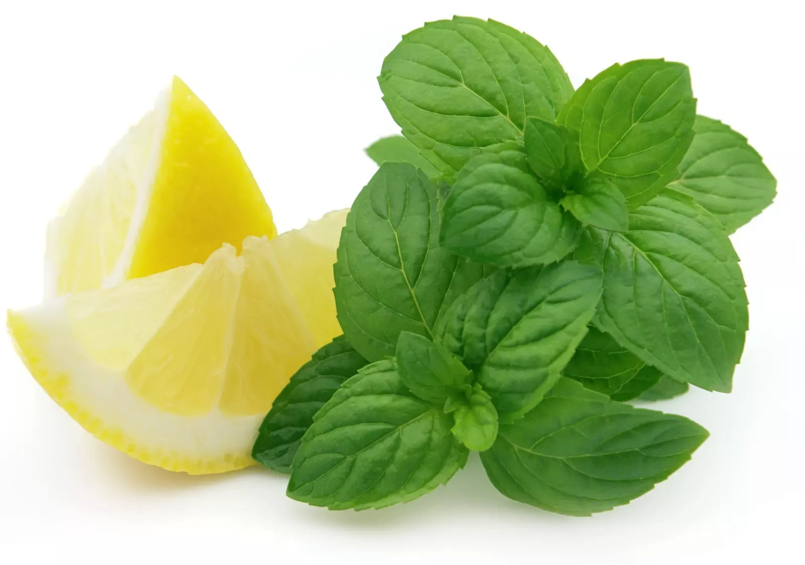 Lemon Mint Seeds - Organic Heirloom Monarda citriodora Herb for Gardens, Culinary & Teas, 500+ Non-GMO Seeds