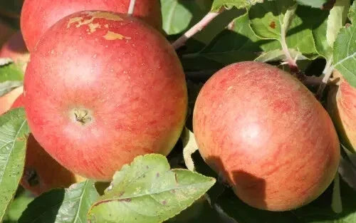 Chisel Jersey Apple Seeds - 25+ Pack for Garden Planting, Malus domestica, Home Orchard, Non-GMO, Full Sun, USA
