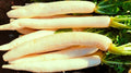 Miyashige Radish Seeds – 500+ Non-GMO Raphanus sativus for Garden Planting, Fast-Growing, Salad & Pickling