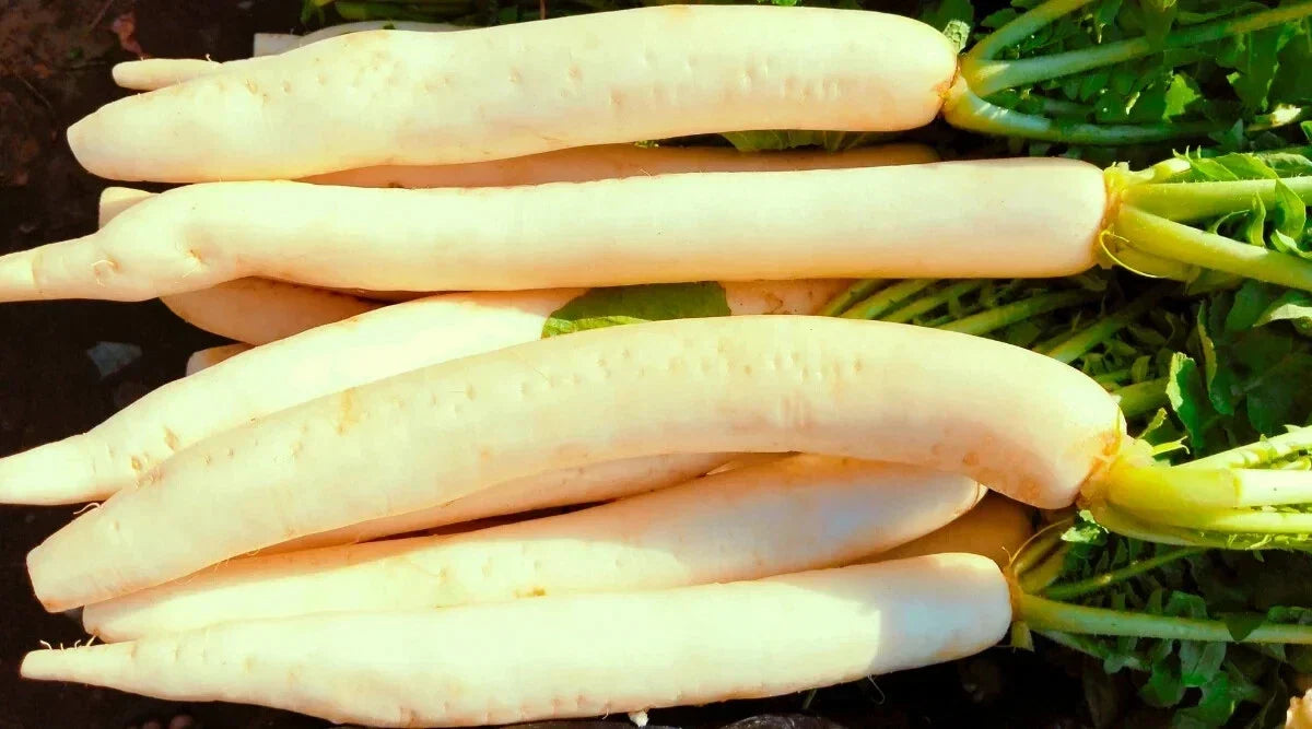 Miyashige Radish Seeds – 500+ Non-GMO Raphanus sativus for Garden Planting, Fast-Growing, Salad & Pickling