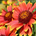 Indian Blanket Seeds - 200 Organic Gaillardia pulchella Wildflower Seeds for Gardens, Borders, Pollinator Attraction