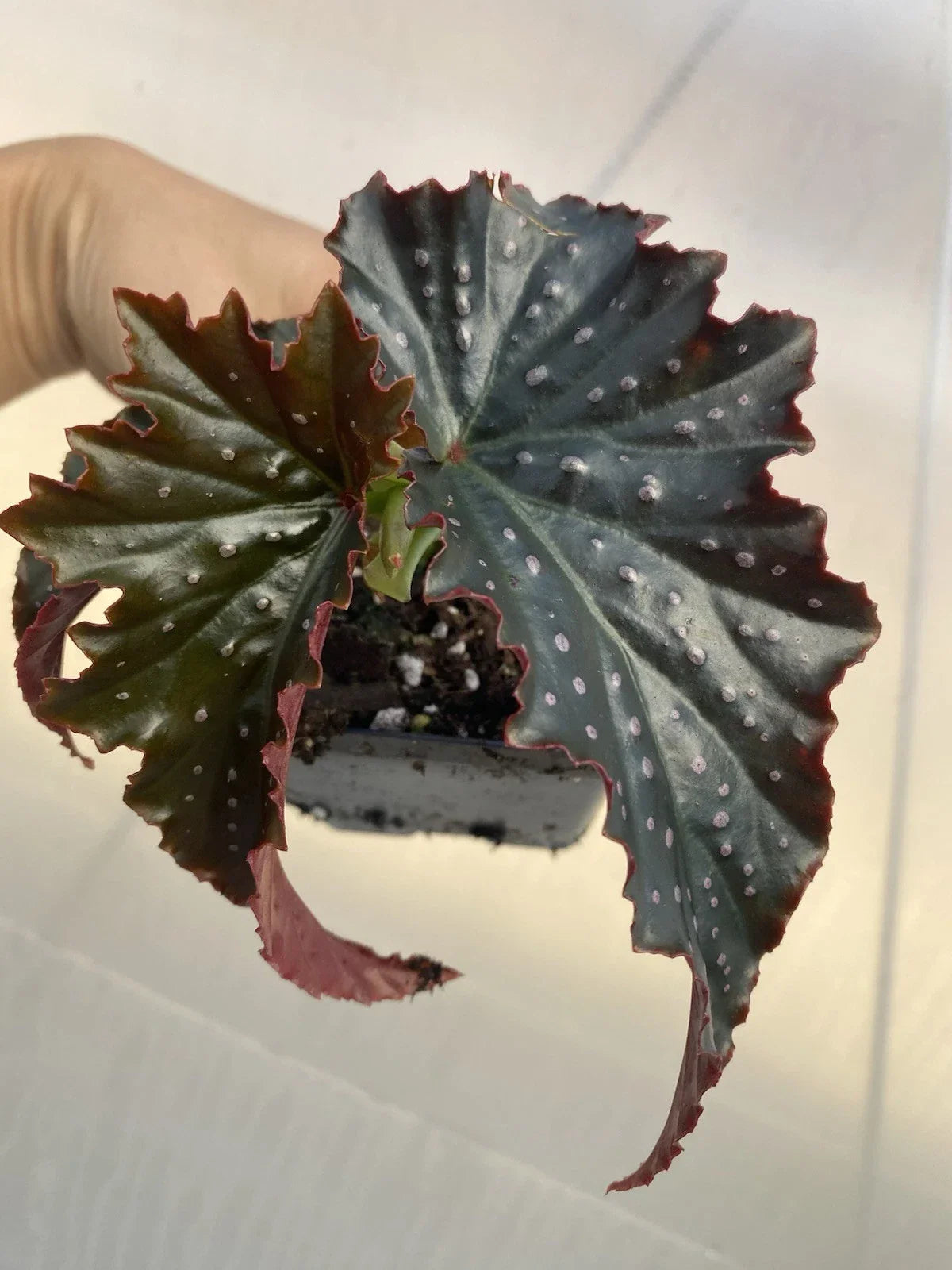 Fannie Moser Begonia Live Houseplant - Dark Foliage, Rare Indoor Plant, Rooted Begonia 'Fannie Moser'