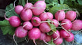 Radish Seeds - Pink Beauty Raphanus sativus - 1200+ Fresh Seeds for Salad, Full Sun, Compact Growth, Non-GMO