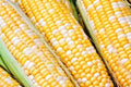 Sweet Corn Seeds - Solstice Variety, Non-GMO, 100 Seeds, Zea mays, Full Sun, Easy to Grow, Summer Harvest