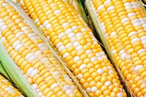 Sweet Corn Seeds - Solstice Variety, Non-GMO, 100 Seeds, Zea mays, Full Sun, Easy to Grow, Summer Harvest