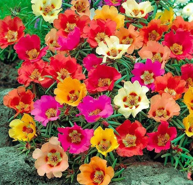 Moss Rose Seeds - 100 Bright Mix Perennial Flower Seeds - Portulaca grandiflora - Drought-Tolerant, Full Sun, Garden Bed & Container