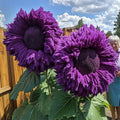Purple Giant Teddy Bear Sunflower Seeds - 50pcs for Garden Borders & Cut Flowers - Helianthus annuus
