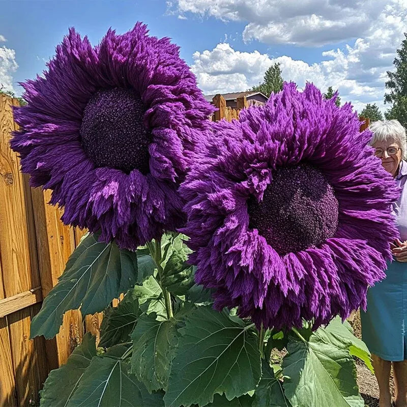 Purple Giant Teddy Bear Sunflower Seeds - 50pcs for Garden Borders & Cut Flowers - Helianthus annuus