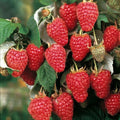 Large Heritage Raspberry Plant | Well-Rooted 3-Year-Old Rubus idaeus | Fruitful, Disease-Resistant, Potted Plant