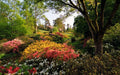 Wildflower Seed Mix 600+ Seeds for Shade, Native Wildflowers, 20 Species, Pollinator Attracting, Eco-Friendly, Bulk Seed Pack