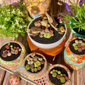 Lithops Live Succulent Pills – Rare Imported Living Stones, Bare Root Indoor Decor, Drought-Resistant Succulent Plants, 10 Pills
