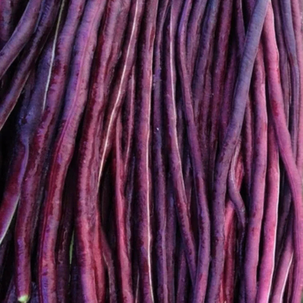 Purple Mart Yard Long Bean Seeds – Organic Heirloom Vigna unguiculata subsp. sesquipedalis, Long Vining Edamame, Red Asparagus Cowpea, 50 Seeds
