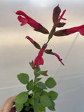 Salvia Plant 3" Pot Roman Red Salvia greggii Low Maintenance Pollinator Magnet