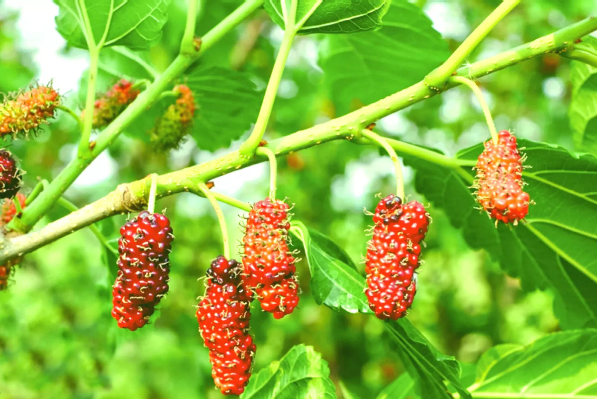 Red Mulberry Live Plants Set of 2, 16-24 Inches, Morus rubra, Deciduous Tree, Fruit-Bearing, Garden Plant