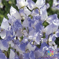 Blue Ripple Sweet Pea Seeds - 50+ Heirloom Lathyrus odoratus Climbing Vine for Garden, Fragrant Blue & Purple Blooms