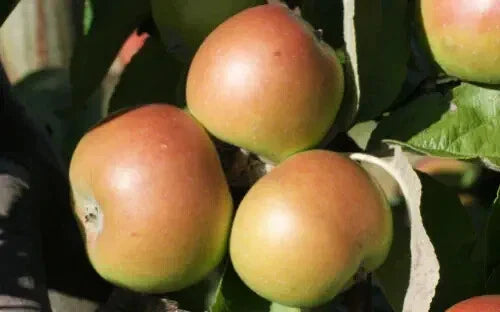 Dunkerton's Late Apple Seeds - Organic Heirloom Malus domestica for Home Garden Planting, 25+ Seeds