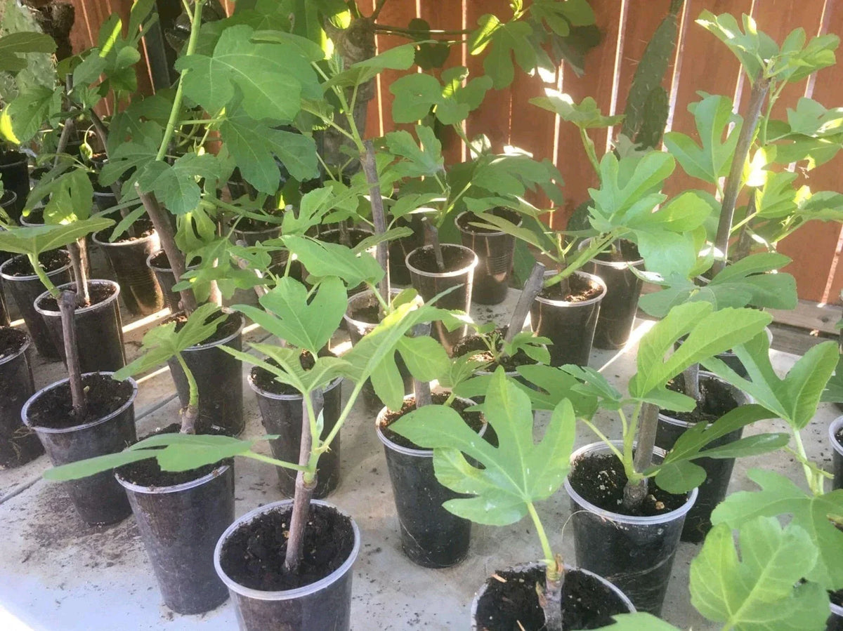Desert King Fig Tree Live Plant, Ficus carica 'Desert King', Edible Fruit, Hardy Deciduous Tree for Garden or Patio