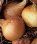 Kelsae Sweet Giant Onion Seeds, Allium cepa, 500 Non-GMO Heirloom Seeds for Large, Mild, Sweet Onions, Garden, Cooking, USA Grown