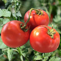 Homestead Tomato Seeds - Organic Non-GMO Heirloom Drought-Resistant Solanum lycopersicum Seed Pack