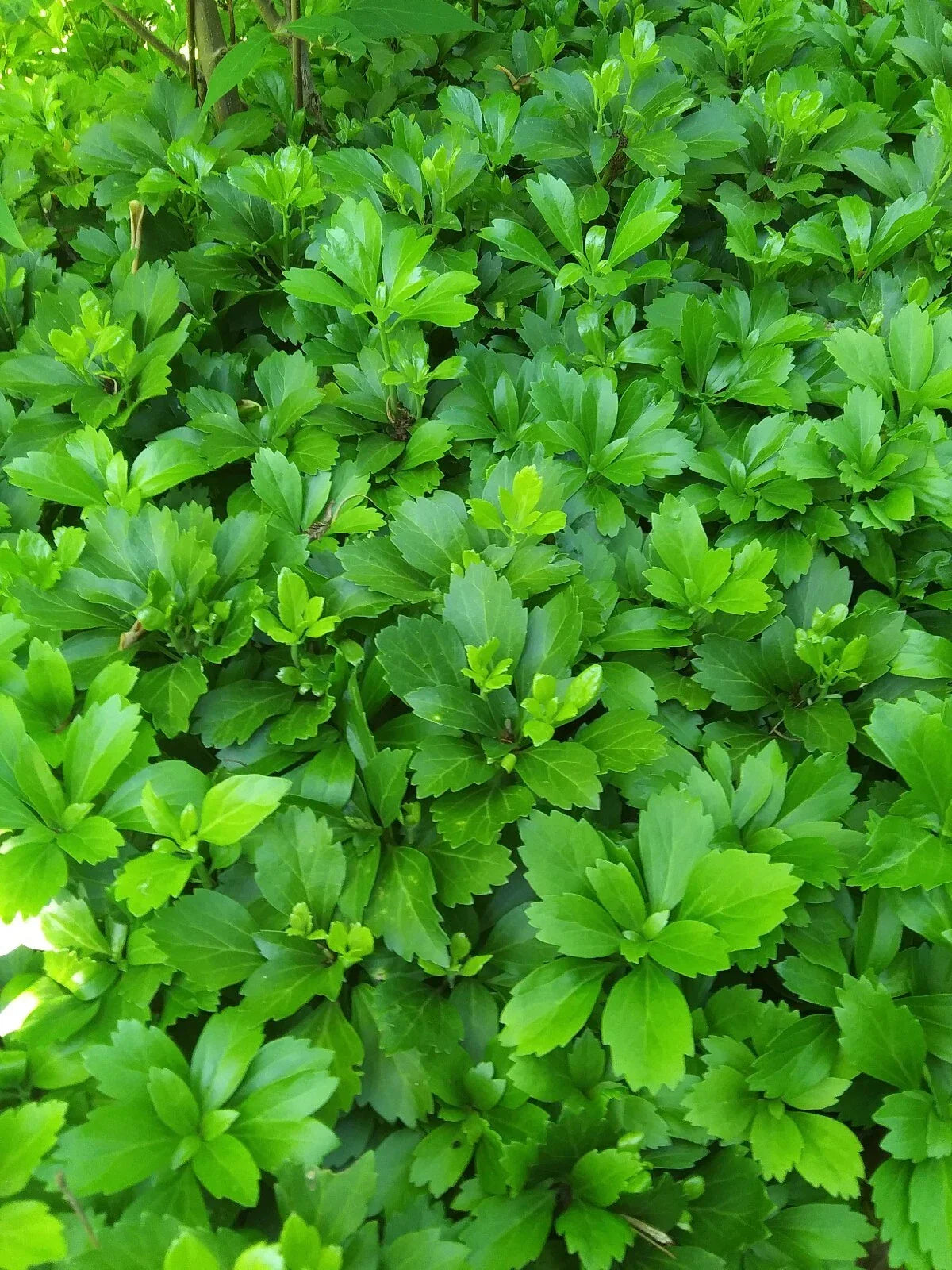 Pachysandra Terminalis Ground Cover Plants - 50+ Mature Well-Rooted Shade Garden Plants