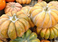 Fairytale Pumpkin Seeds - Heirloom Cucurbita pepo for Planting, Ribbed Orange Pumpkins, Vining, Organic Seed Packet