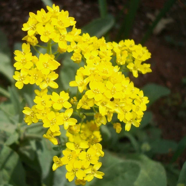 Alyssum Seeds - Bright Yellow Basket Of Gold Heirloom, Alyssum saxatile, Full Sun, Well-Drained Soil, Pack of 100