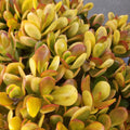 Succulent Cuttings 5 Pack Crassula Ovata Hummel Sunset Golden Jade Indoor Houseplant Decor