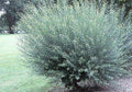 Willow Bush Cuttings 2 Pack - Salix purpurea for Basket Weaving and Crafting