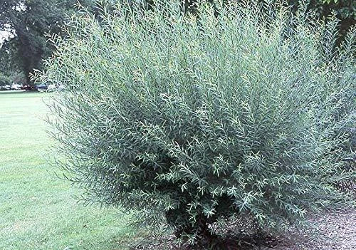 Willow Bush Cuttings 2 Pack - Salix purpurea for Basket Weaving and Crafting