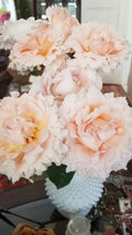 Polka Climbing Rose Cuttings - 10 Apricot Live Rose Cuttings Rosa 'Polka' for Trellis & Garden