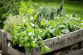 Herb Garden Kit 5 Pack | Parsley, Oregano, Cilantro, Dill, Thyme | Indoor Gardening Supplies for Fresh Herbs
