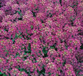 Alyssum Seeds - Royal Carpet Purple Flower Annual for Garden, Bee-Friendly, Lobularia maritima, 1500+ Seeds
