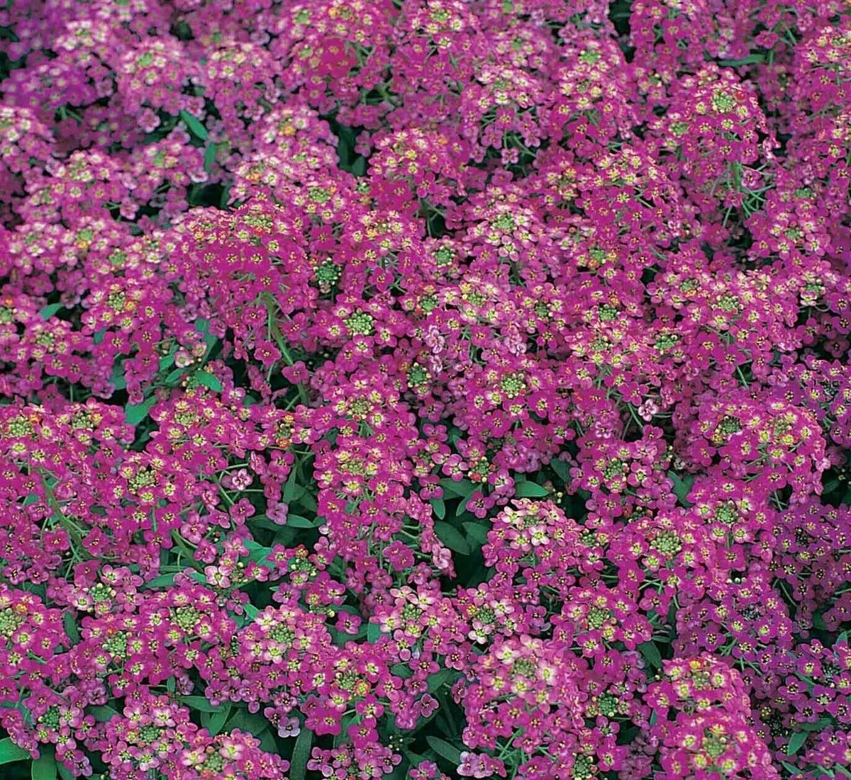 Alyssum Seeds - Royal Carpet Purple Flower Annual for Garden, Bee-Friendly, Lobularia maritima, 1500+ Seeds